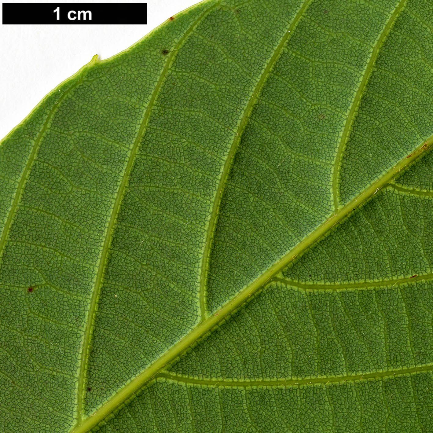 High resolution image: Family: Fagaceae - Genus: Quercus - Taxon: schottkyana